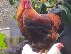 Инкубационное яйцо крупных пород кур , продаю