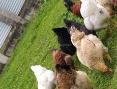 Инкубационное яйцо крупных пород кур , продаю