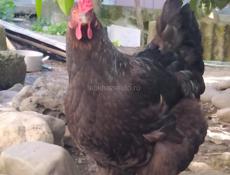 Инкубационное яйцо крупных пород кур , продаю