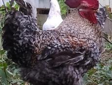 Инкубационное яйцо крупных пород кур , продаю