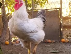 Инкубационное яйцо крупных пород кур , продаю