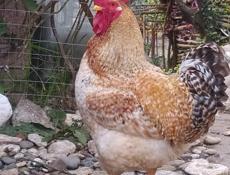 Инкубационное яйцо крупных пород кур , продаю