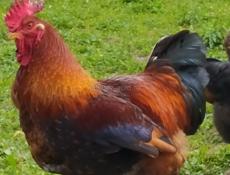 Инкубационное яйцо крупных пород кур , продаю