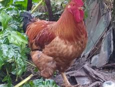 Инкубационное яйцо крупных пород кур , продаю