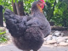 Инкубационное яйцо крупных пород кур , продаю