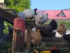 Инкубационное яйцо крупных пород кур , продаю