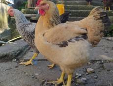 Инкубационное яйцо крупных пород кур , продаю