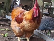 Инкубационное яйцо крупных пород кур , продаю