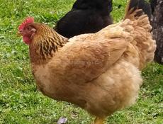 Инкубационное яйцо крупных пород кур , продаю