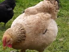 Инкубационное яйцо крупных пород кур , продаю