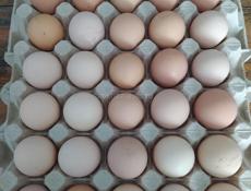Инкубационное яйцо крупных пород кур , продаю