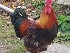 Инкубационное яйцо крупных пород кур , продаю