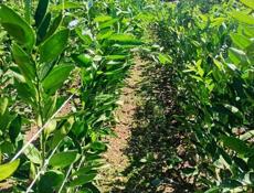 Сентябрьский мандарин