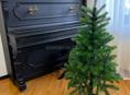 Срочная продажа ёлок 