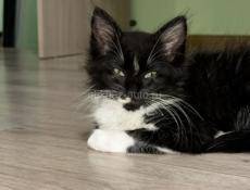 Отдам в добрые руки)