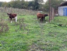 Продаю бычков 