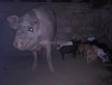 Продаю свинью с поросятами 