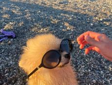 Кобеля  на выгул шпиц