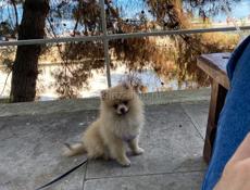 Кобеля  на выгул шпиц