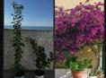 Продам цветы бугенвиллии в горшках