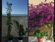 Продам цветы бугенвиллии в горшках