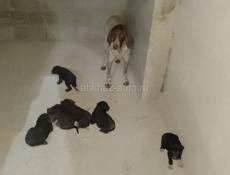 Продаются щенки