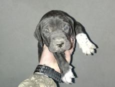 Продаются щенки 