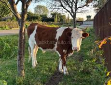 Продается бычок 150кг