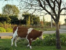 Продается бычок 150кг