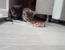 Отдам котят