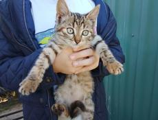 Отдам котят