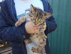 Отдам котят