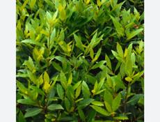 Куплю Лаврушку 