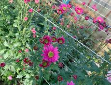 Кустовая хризантема 