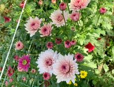 Кустовая хризантема 