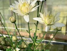 Кустовая хризантема 