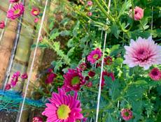 Кустовая хризантема 