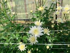 Кустовая хризантема 