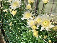 Кустовая хризантема 