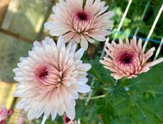 Кустовая хризантема 