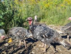 Продажа индюков