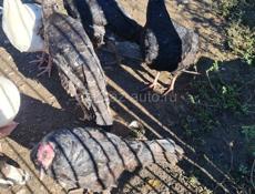 Продажа индюков