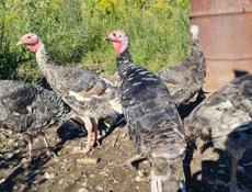 Продажа индюков