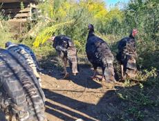 Продажа индюков