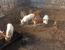 Продам поросят