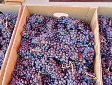 Продаётся виноград