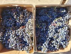 Продаётся виноград