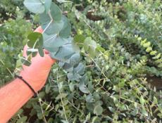 Серебристый эвкалипт 