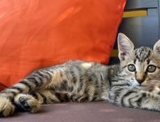 Отдам кошечку в добрые руки 