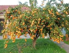 НУЖНЫ СБОРШИКИ МАНДАРИН